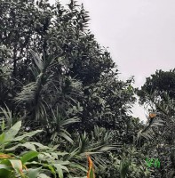 Freycinetia walkeri Solms
